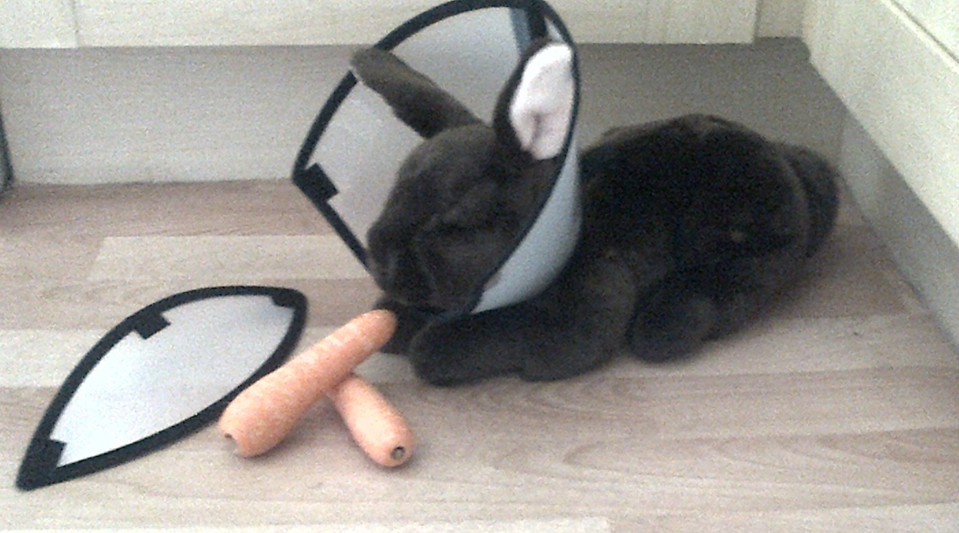 rabbit elizabethan collar